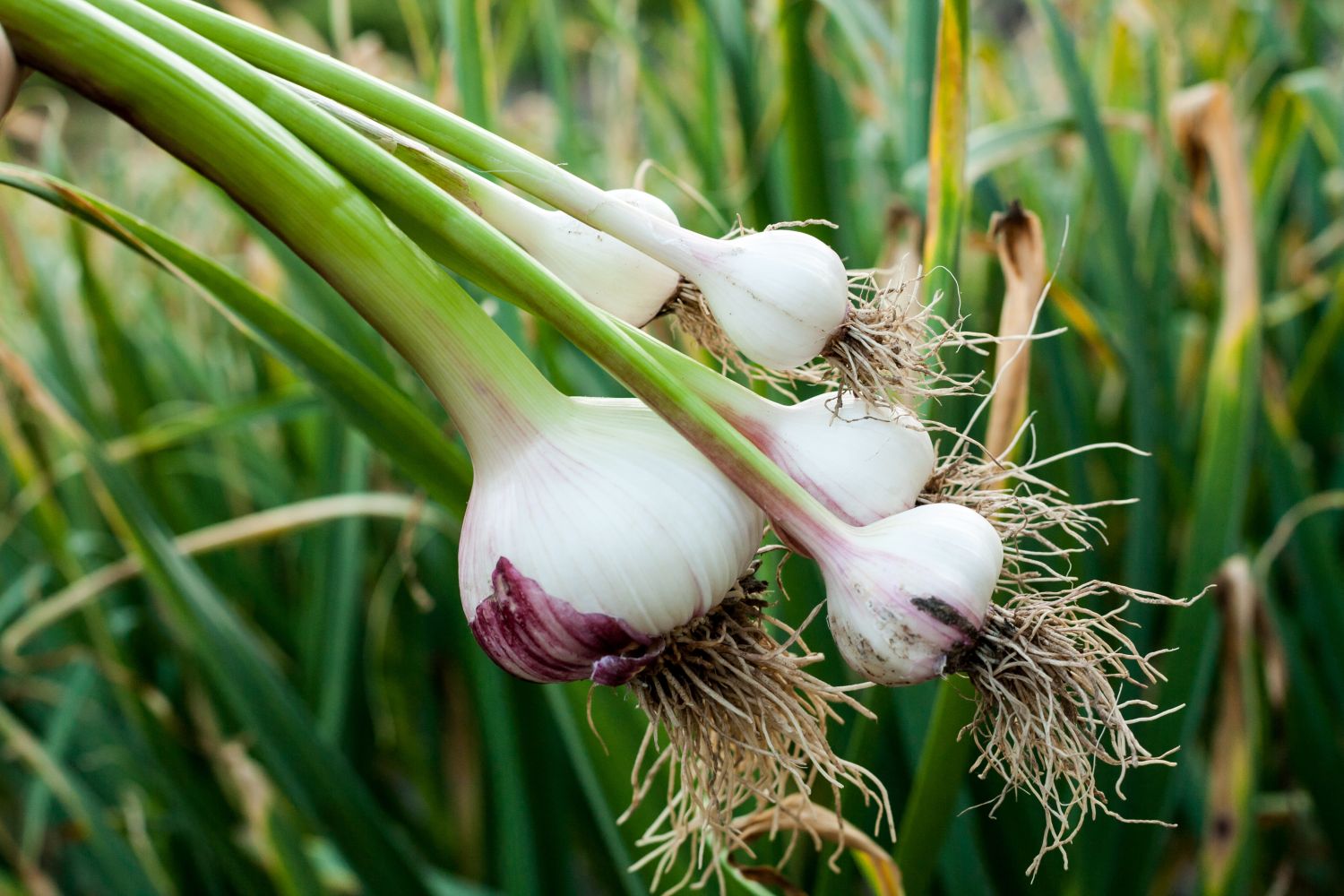 Growing garlic: when, where & how to plant garlic - Plantura