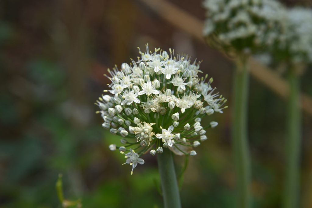 Close up of garlic flower