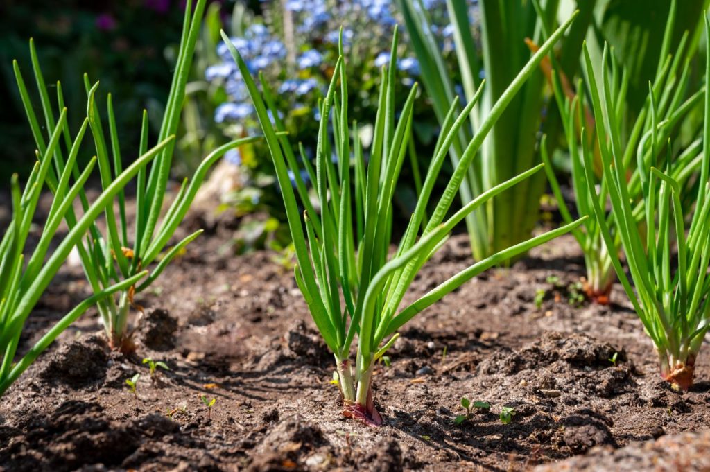 Rows of garlic plants growing