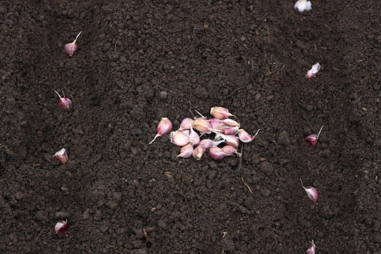 Growing garlic when, where & how to plant garlic Plantura