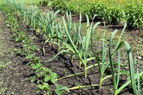 Garlic companion plants: good & bad