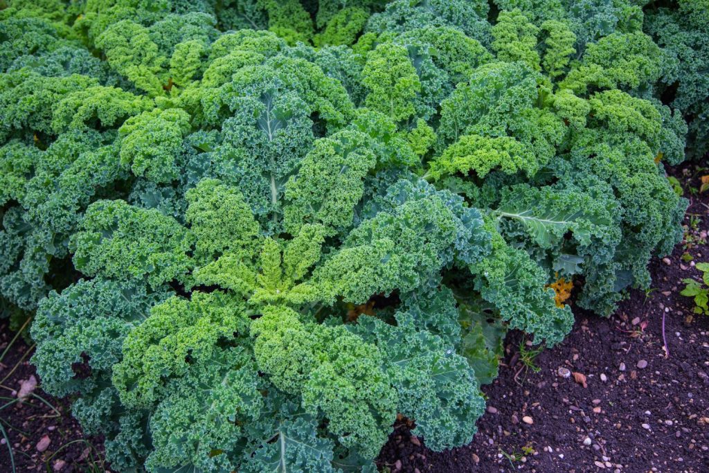 Kale plants with green foliage