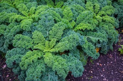 Types of kale: perennial kale varieties, Cavolo Nero & more