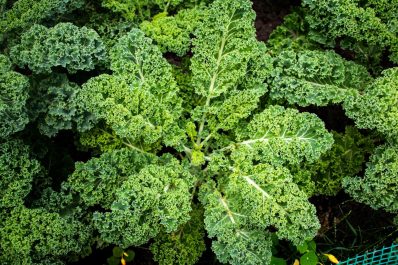 Harvesting kale: how to harvest, store & preserve kale