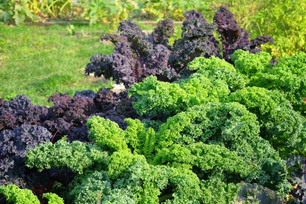 Green and red kale plants