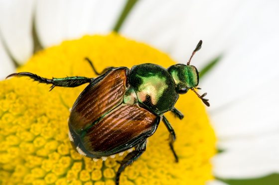 Japanese beetles: what damage to look out for & how to get rid of them