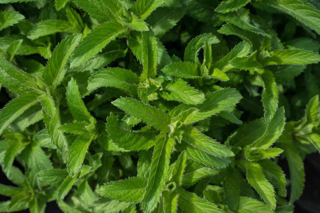 Lemon mint: planting, hardiness & uses - Plantura