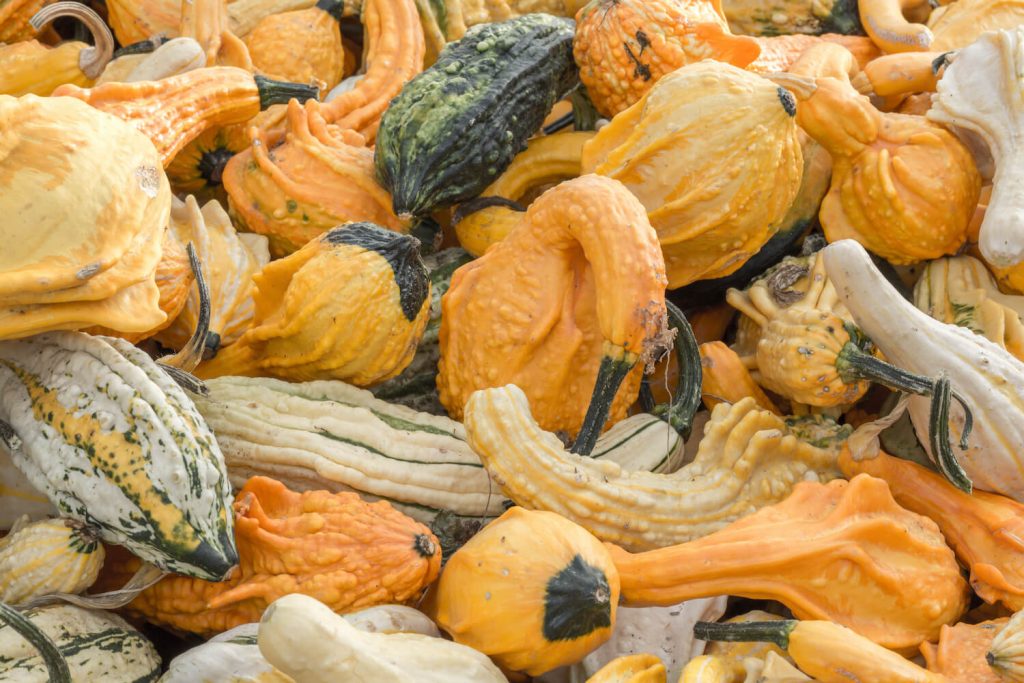 A selection of ornamental squashes