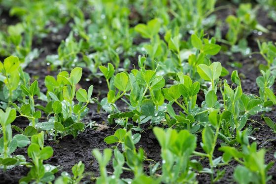 Sowing peas: timing & step-by-step instructions