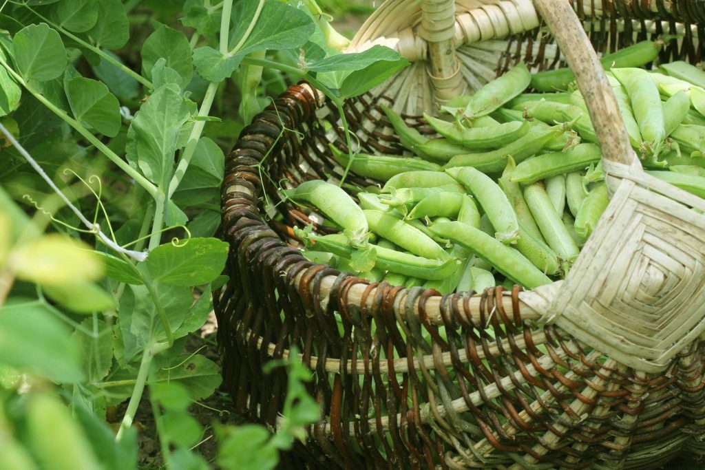 Basket of freshly picked peas
