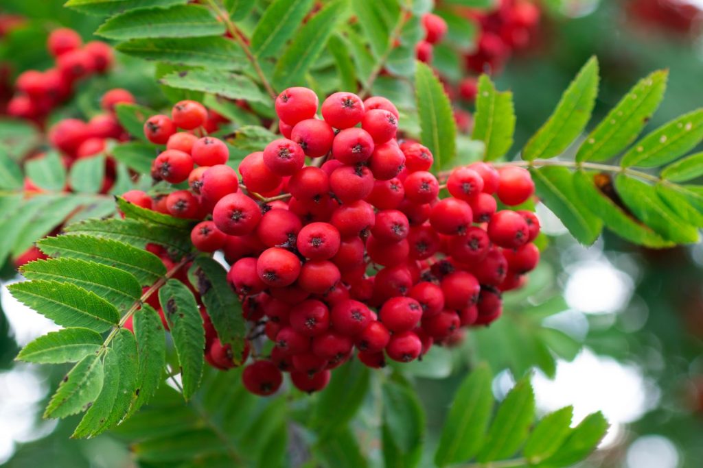 Bright red rowan berries