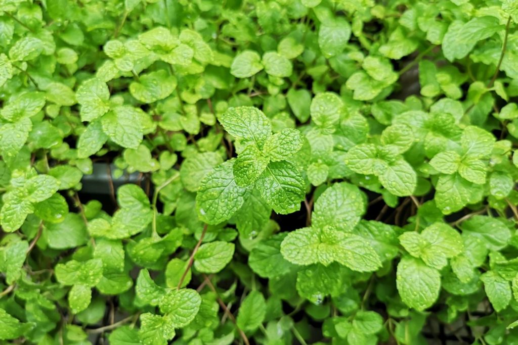 strawberry mint outgrowing its pot