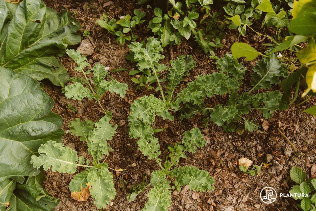 Transplanted kale plants in soil
