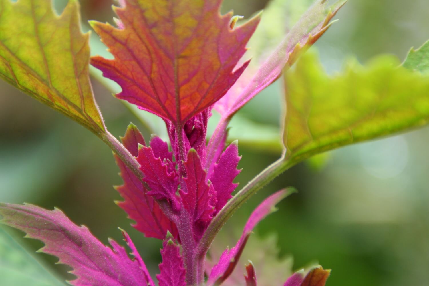 Tree Spinach everything about the vegetable Plantura