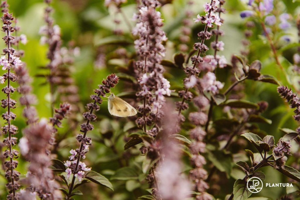 butterfly amid pink basil flowers