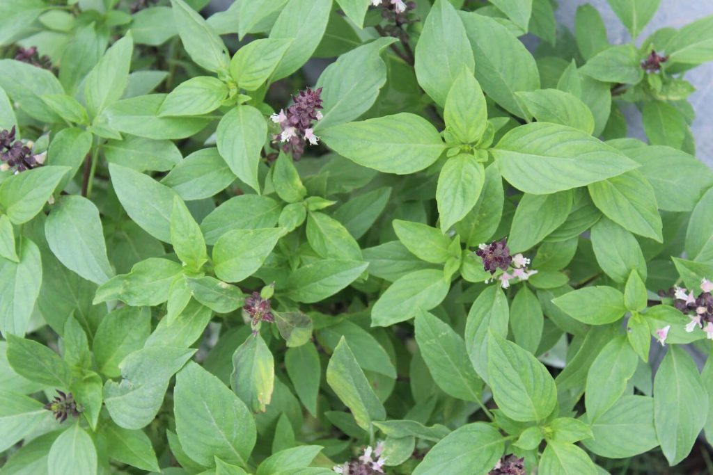 African basil's leaves and pink flowers