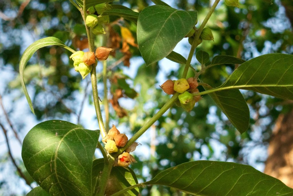 fertilizing your ashwagandha plant the dos and donts