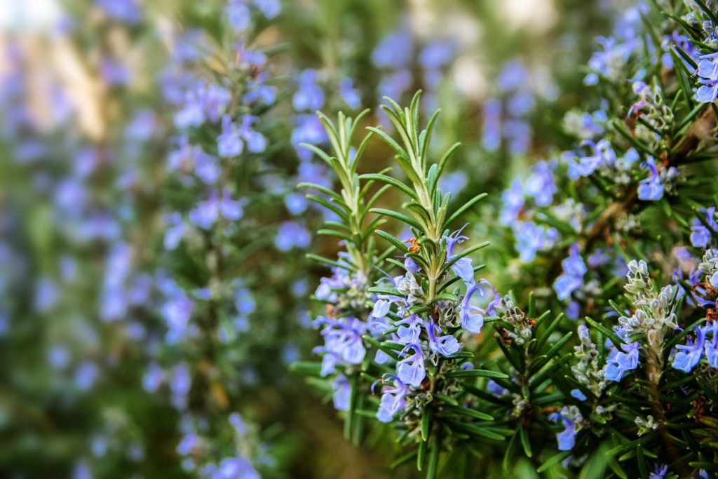 blue-flowered rosemary type