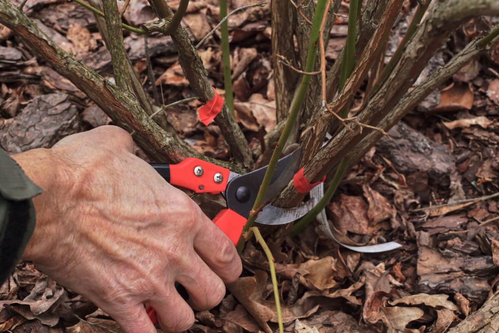 Pruning a blueberry with secateurs