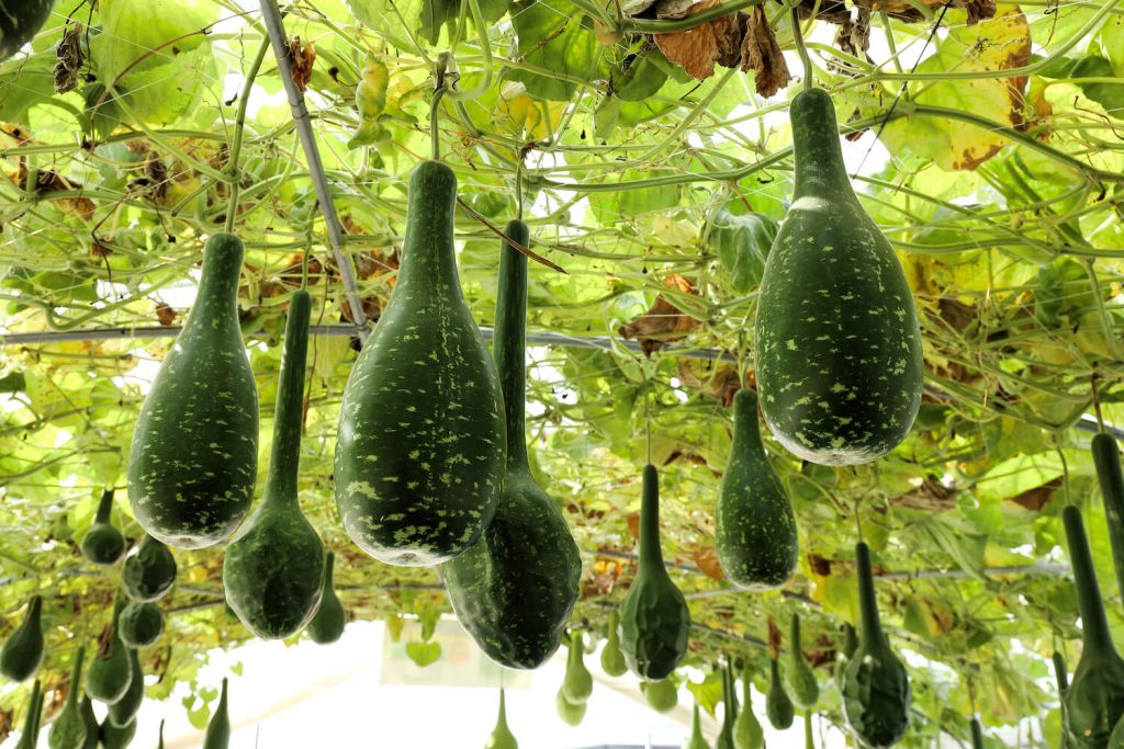 Bottle gourds hanging from arch