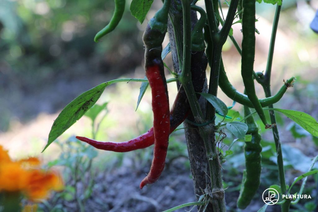 Cayenne chilli plant