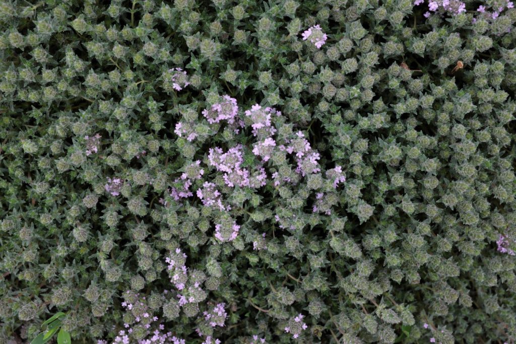 Creeping thyme with pink flowers