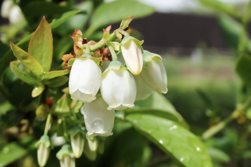 Close up of blueberry flowers