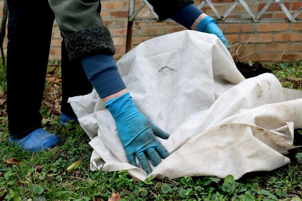 protecting salvia over winter