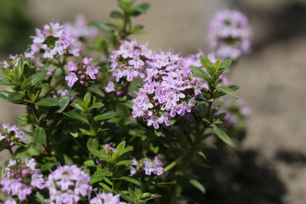 Flowering thyme with pink flowers