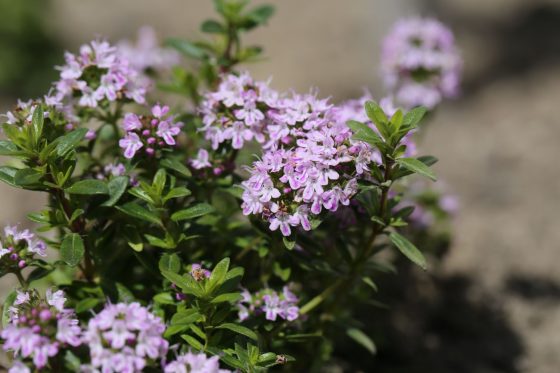Types of thyme: overview of the best thyme varieties