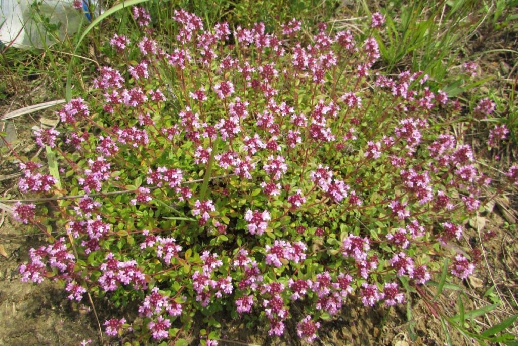 Thyme flowering pink blossoms