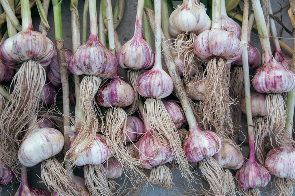 Freshly harvest garlic bulbs