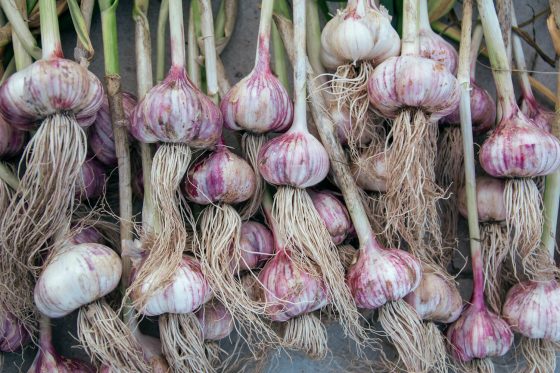 Garlic in a pot: how to plant & grow garlic in pots