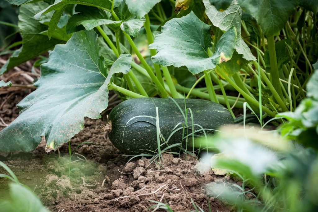 A large green marrow growing
