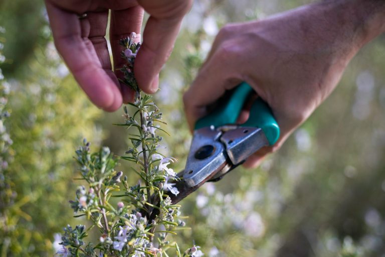 Propagating thyme: cuttings, seeds & division - Plantura