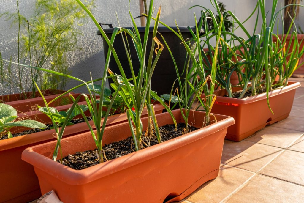 Garlic growing in trough planters