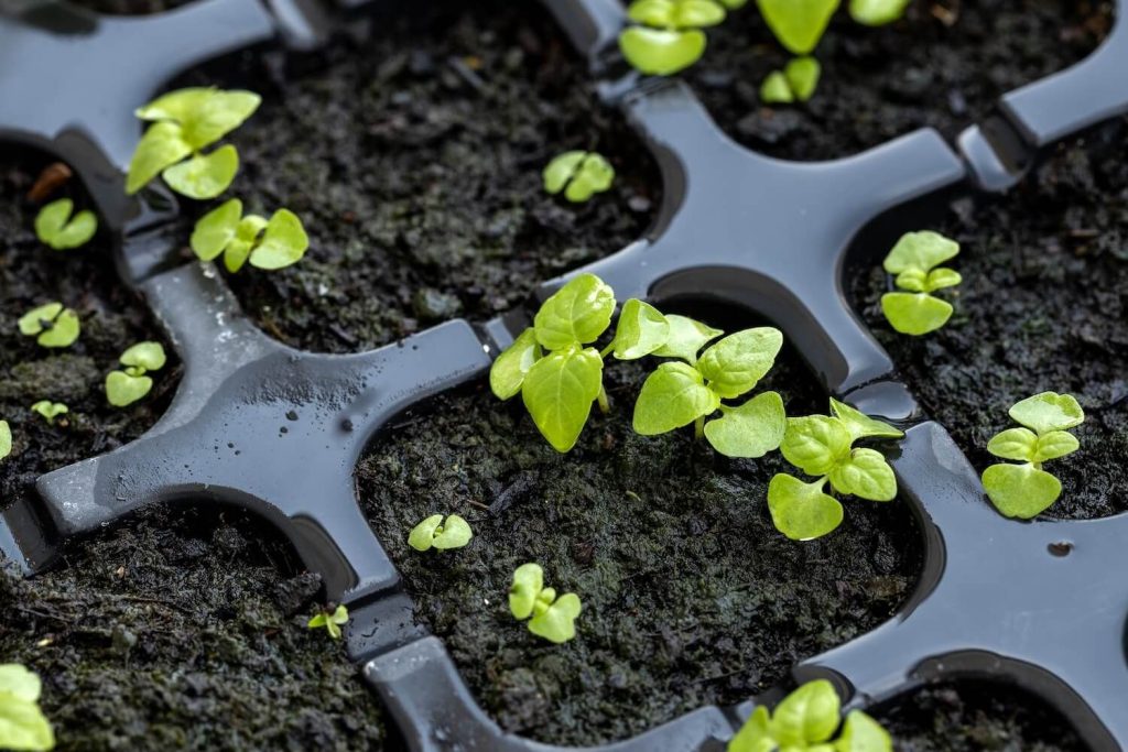 tiny basil seedlings in tray