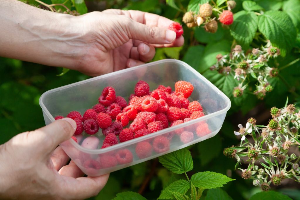 Person harvesting raspberries