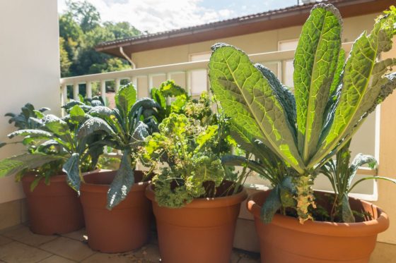 Growing kale in pots
