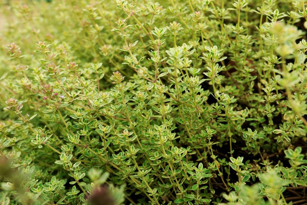 Lemon thyme leaves