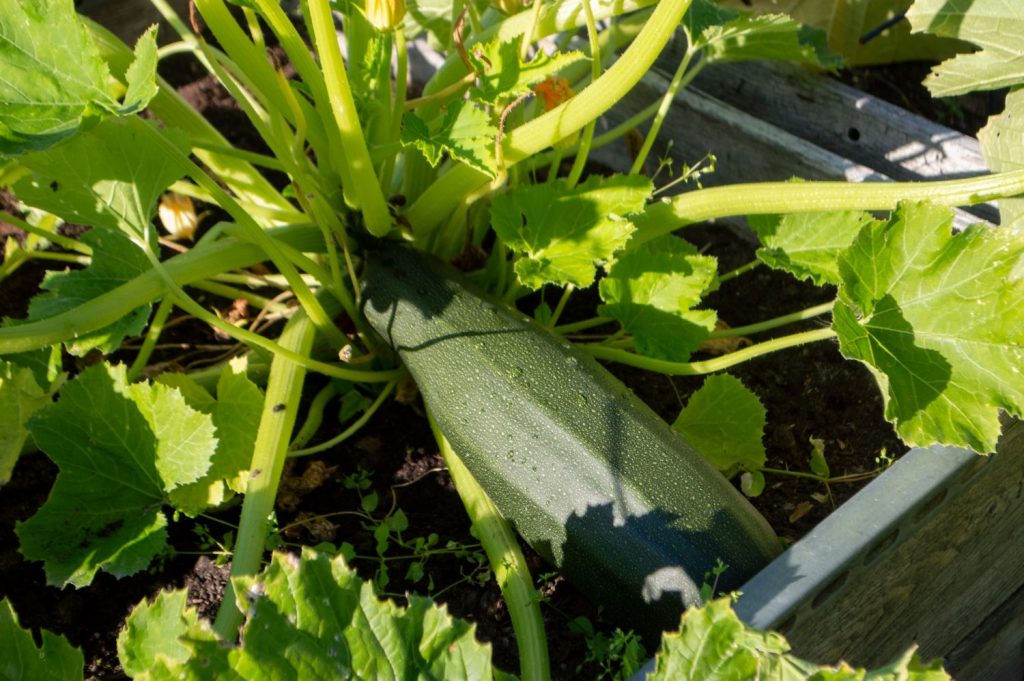 Marrow plant in raised bed