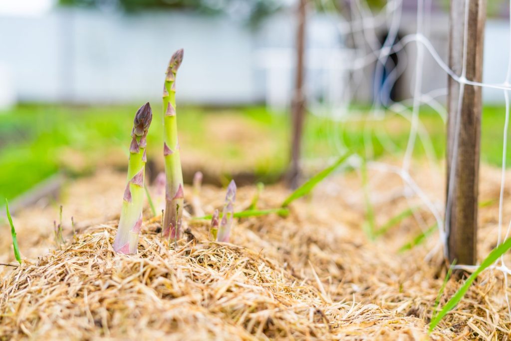 Asparagus spears growing through mulch