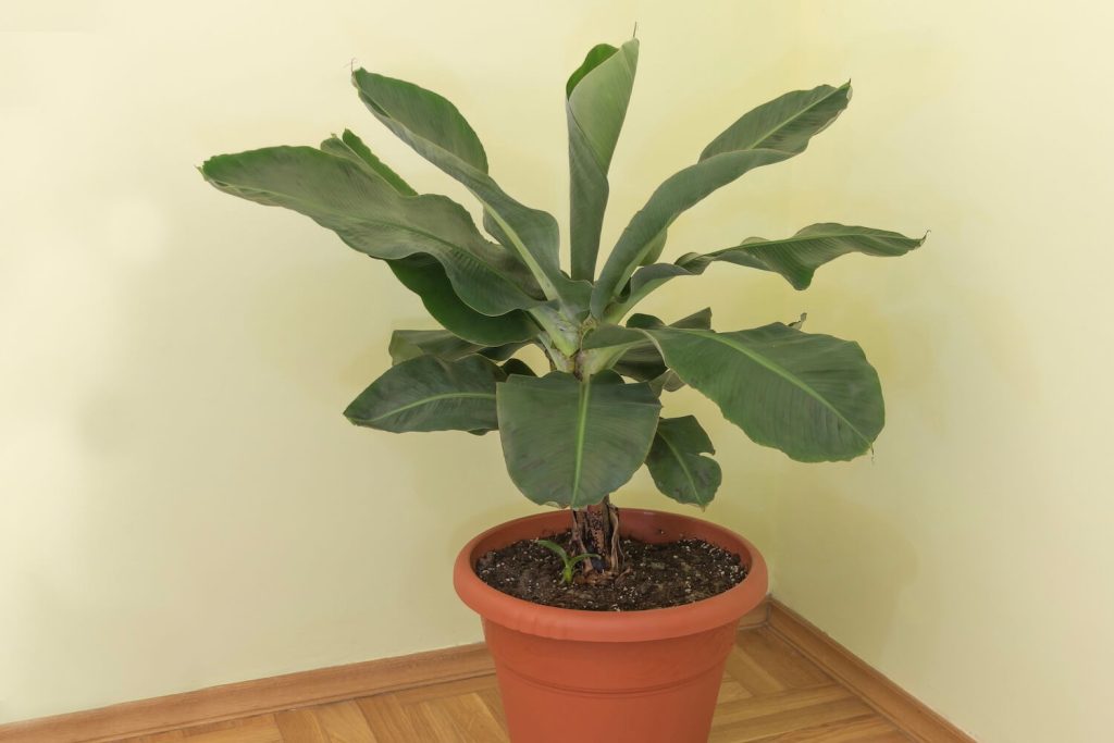 Medium-sized potted banana plant