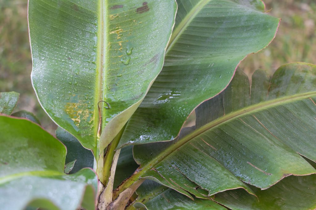 Damaged banana plant leaves