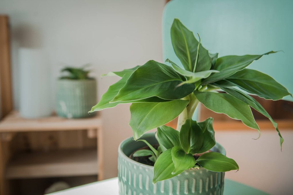 Potted banana plant with offshoots