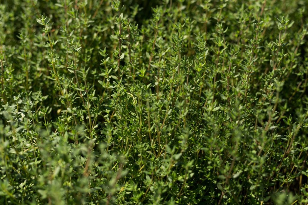 Thyme sprigs growing upright