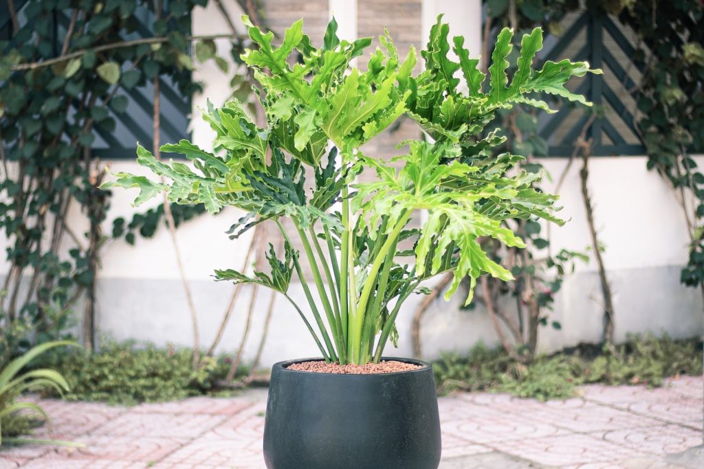 Potted tree philodendron outdoors