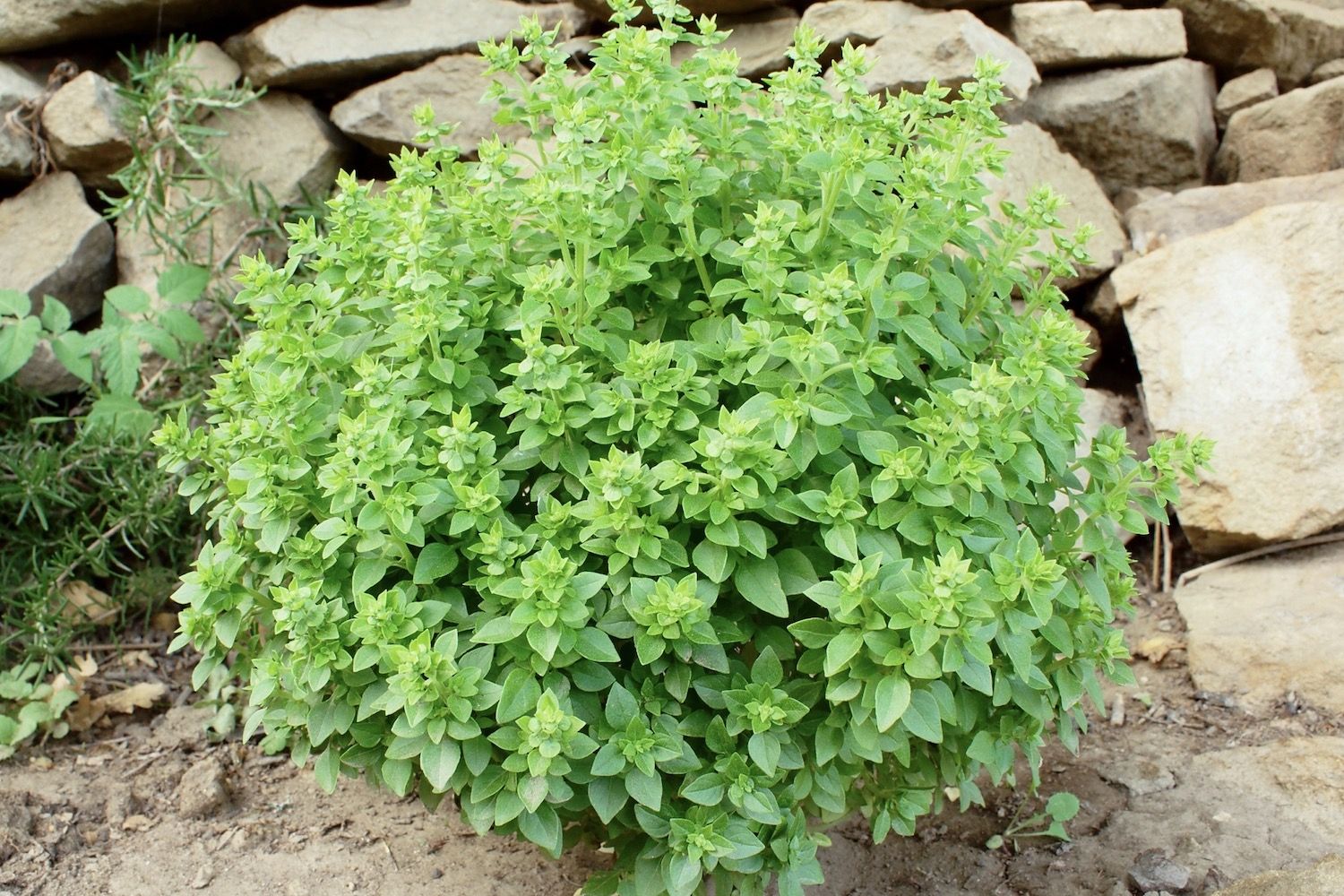 African blue basil care for perennial basils Plantura