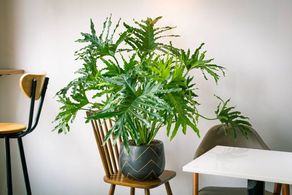 Potted tree philodendron on chair