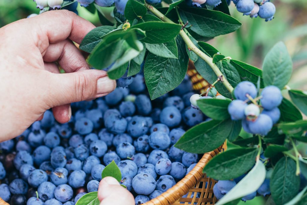 Blueberries being picked by hand